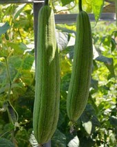 Fresh Garden 15 Sponge dishcloth Gourd Seeds Luffa Gourd Smooth Loofah S... - £7.86 GBP