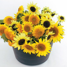 USA SELLER Ornamental Sunflower Mix Yellow Multihead 25 Seeds Fresh New - £14.61 GBP