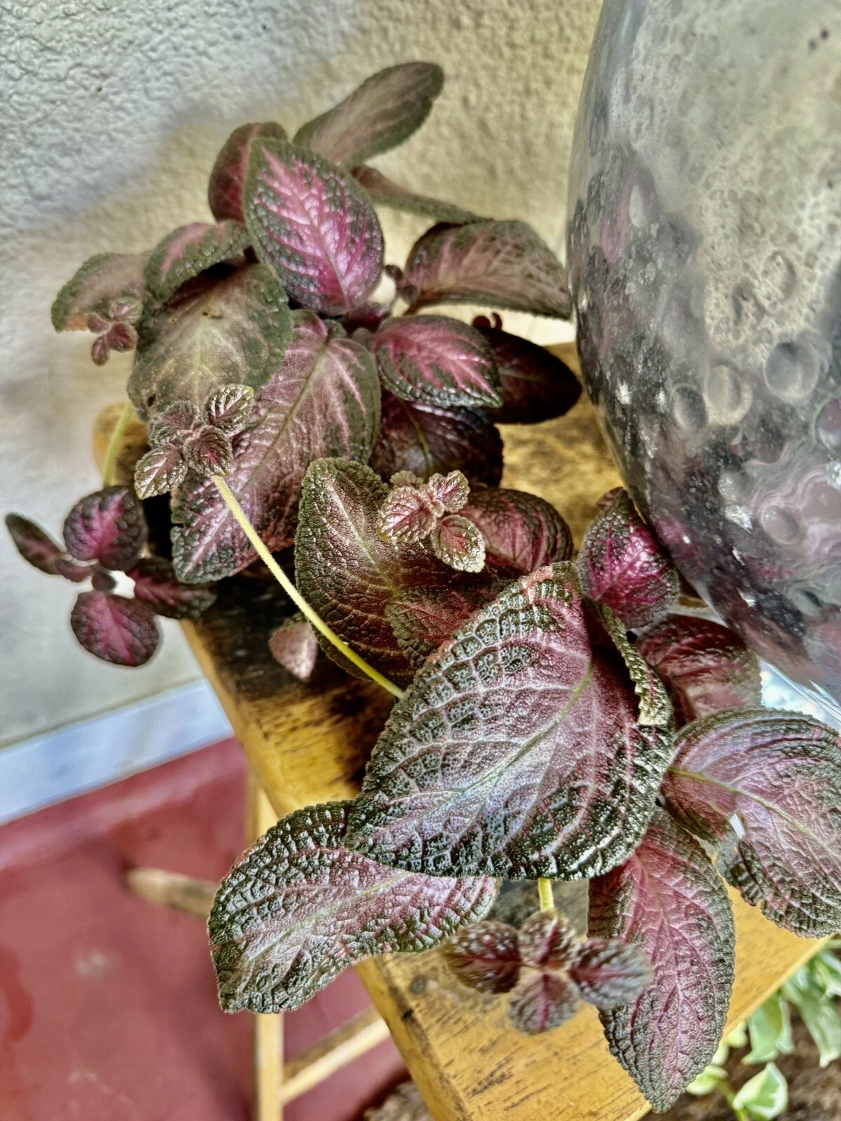 Episcia: Purple Rain - $32.42 CAD