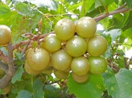 Fry Muscadine grape plant 2 y.o., 2-4 ft. Bare root - £36.99 GBP