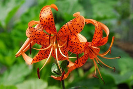 3 Tiger Lily - Lilium lancifolium Splendens - Bulb Size 12/14 - £46.92 GBP
