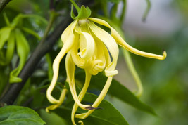 10 Cananga Odorata Ylang-Ylang - Rare Tropical Plant Tree Seeds - $7.99