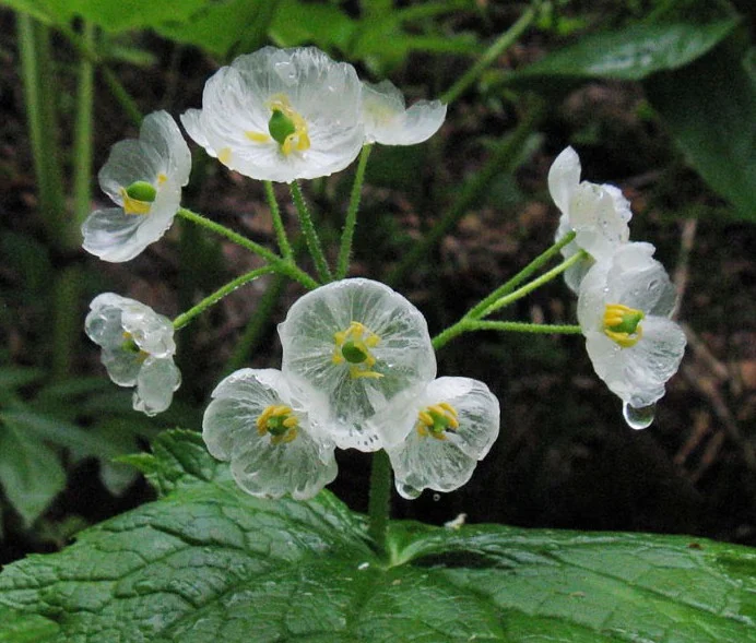 Diphylleia Grayi SEEDS - £19.70 GBP