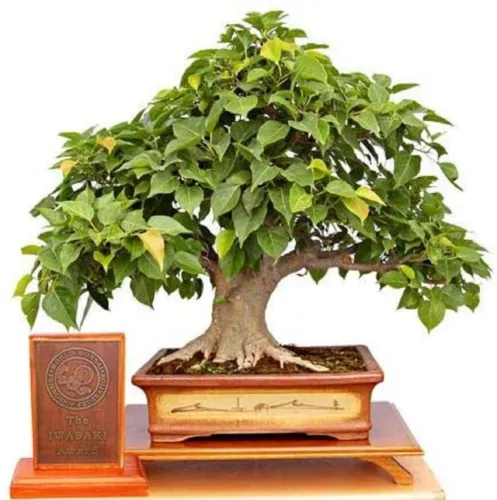 Sacred Fig Bonsai Tree Seeds 25+ Seeds Ficus Religiosa Sacred Ficus Tree Fresh S - £17.23 GBP