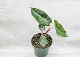 AWS Alocasia Pink Princess live plant, Alocasia baginda Pink dragon in 4&quot; Pot - £18.05 GBP