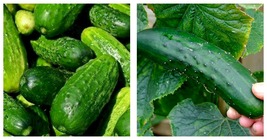 400 Seeds Spacemaster 80 Cucumber FREE SHIPPING - £21.49 GBP