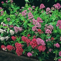 Sell Store 40 Jupiter&#39;S Beard Flower Seeds /Redwhite/Purple Perennial From US - $8.87