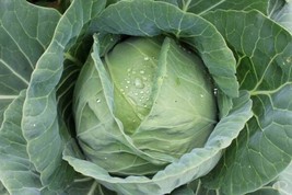 Fresh Garden  100+ Copenhagen Market Cabbage Seeds NON-GMO - $8.79