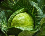 800 Cabbage Seeds Early Round Dutch Heirloom Non Gmo Fresh Fast Shipping - $8.99