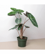 Alocasia Pink Dragon - $23.99+