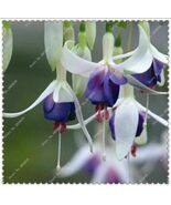 50pcs/bag Fuchsia Seeds Potted Flowers seeds,bonsai seeds.#1229 - $5.65