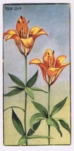 Cowan Co Toronto Card Red Lily Wild Flowers Of Canada - £7.78 GBP