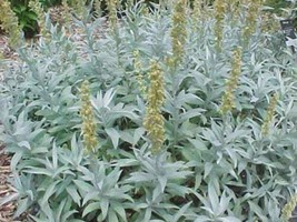 200 Seeds Prairie Sage Wormwood Fringed Sagebrush Sagewort Artemisia Ludovician  - £7.23 GBP