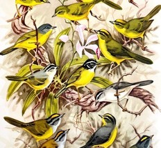 South American Warblers Basileuterus 1957 Lithograph Bird Art John Dick ... - £39.22 GBP