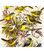 South American Warblers Basileuterus 1957 Lithograph Bird Art John Dick ... - £39.50 GBP