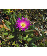 Carpobrotus chilensis seeds Chilean Sea Fig Pigface Acinaciformis Rossii - $8.68 CAD+