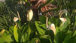 Giant White Calla Lily Bulb Flower Plant Live For Your Home Garden OSAM - £72.58 GBP