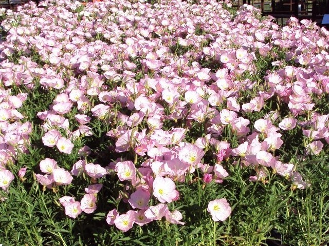 Oenothera Speciosa Showy Primrose 5 seeds Fresh Gardening - $17.96
