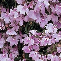 200 Lobelia Regatta Lilac Trailing Lobelia Non Pelleted Flower Seeds - £17.65 GBP