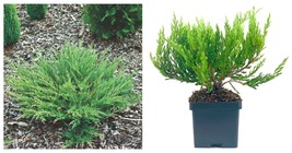 1 Plant Juniper Andorra Compacta Quart Size Plants Juniperus Horizontalis - £41.43 GBP