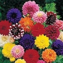 20 Dinner Plate Dahlia Mix Flower Seeds Early Blooming Bicolors And Solids From  - $8.35