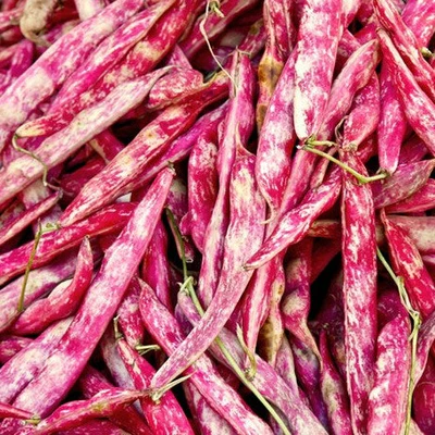 BUSH BEAN BORLOTTI Vegetable Seeds Flower Plant Home Garden 20 Seeds - $8.95