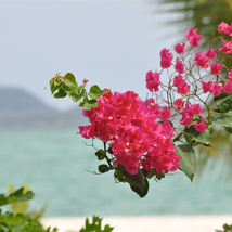 Thailand Bougainvillea - 100 Seeds - $8.65