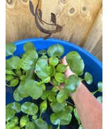 (8) Water Hyacinth Koi Pond Floating Plants Rid Algae LARGE Jumbo 5-7” - $52.08 CAD