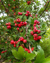 2 Live Plants Heirloom 6&quot; Mayhaw Fruit Trees May Haw Apple Hawthorn Red Seedling - £39.33 GBP