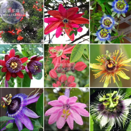Mixed 9 Types of Passiflora Flowers Big Hanging Bonsai Flower Seeds 20pcs