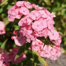 Dianthus Seed Dianthus Barbatus Pink Sweet William Flower Seeds 10000 Seeds USA  - $19.99