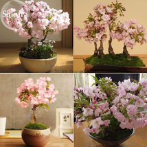 Oriental Cherry Blossoms Sakura 20 Seeds - $7.99