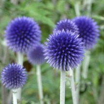 Echinops Ritro Globe Thistle Southern Globethistle 10 Seeds Fresh Seeds - £16.06 GBP