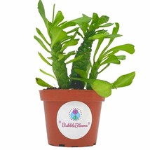 Euphorbia Ritchiei, Monadenium ritchiei, P.R.O. Bally Bruyns, Short Thick Cactus - £9.74 GBP