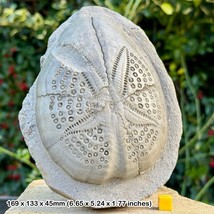 Genuine Giant Echinoid Fossil (Dendraster) | Miocene Era | West Java, Indonesia - $135.96