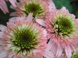 50 Dbl Pink Green Coneflower Seeds Echinacea Perennial   - £13.34 GBP
