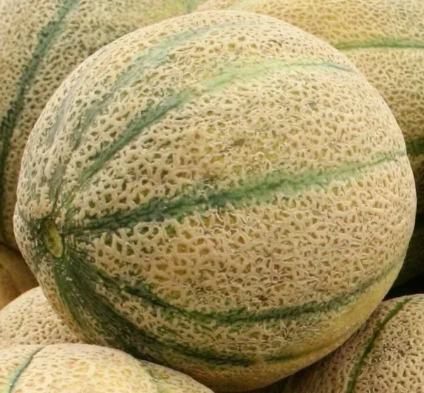 Cantaloupe Seeds Hales&#39;S Best Jumbo 50+ Summer Vine Fruit Fresh Seeds - £5.11 GBP