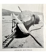 Harpooning Blue Whale Got Him 1926 Nautical Antique Print Whale Hunting ... - $27.34 CAD