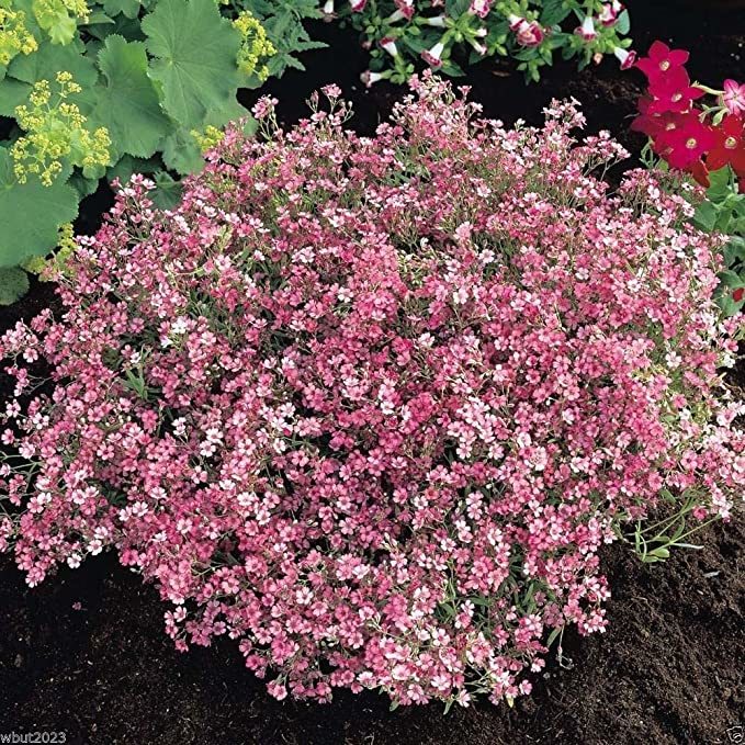 Heirloom Pink Gypsophila Baby's-breath Cut Flowers, Original Pack, fragrant bons