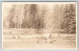 RPPC Deer In Field  Edge of Forest Real Photo Postcard Y24 - £3.91 GBP