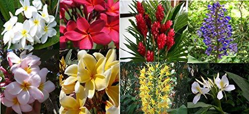 Primary image for 4 Hawaiian Plumeria Plant Cuttings & 5 Ginger Roots