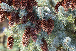 Norway Spruce Tree Seeds 50 Seeds Evergreen Tree Seeds  Picea Abies - $12.75