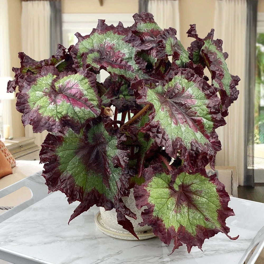 15+ seeds Begonia Ribbon Candy  house plant-  garden- flowers - $11.39
