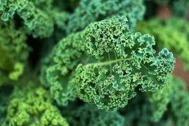 KKG Dwarf Blue Curled Scotch Kale Seeds Blue Vates Fresh Garden - $7.89
