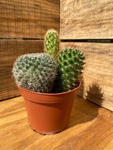 Cacti Cactus Combo Trio Mix #1 Three Cactus per 4&quot; Pot Live Plants - £11.82 GBP