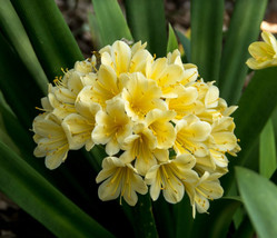 PWO 5 Clivia Seeds Yellow / Kaffir Lily Clivia Miniata / Indoor Garden Flowers - £5.74 GBP