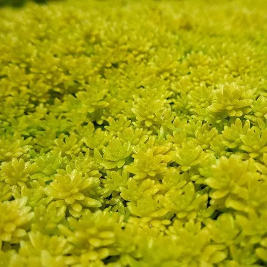 Carpet Sedum Acre &#39;Gold Moss&#39; Tokyo Sun Creeping Ground Cover Stone Crop - $23.27 CAD