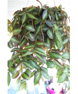 Rare Polynesian Ivy Trailing Watermelon Vine Pellionia Repens Begonia Ho... - $9.50 CAD