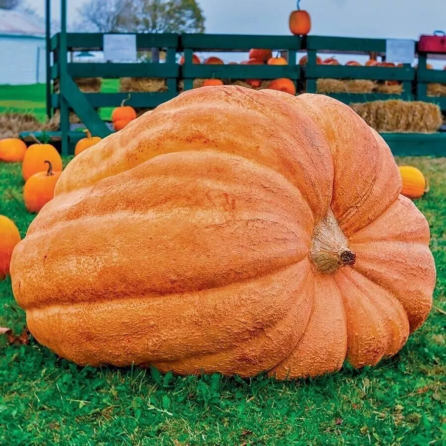 LWS Dill&#39;s Atlantic Giant Pumpkin Heirloom Non Gmo Herb 20 Seeds Fast Shipping - $11.00