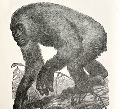 The Gorilla Largest Of Great Apes 1887 Wood Engraving Victorian Art DWEE29 - £19.63 GBP
